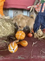Bear , a male Chihuahua for sale in Marshfield, MO – 7 of 10
