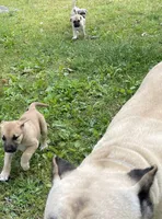 Jasmine, a female Cane Corso for sale in Marshfield, MO – 1 of 2