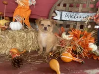 Bear , a male Chihuahua for sale in Marshfield, MO – 2 of 10