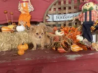 Dolly , a female Chihuahua for sale in Marshfield, MO – 6 of 10