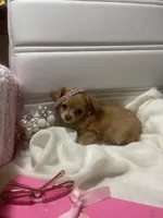 Dolly , a female Chihuahua for sale in Marshfield, MO – 3 of 10
