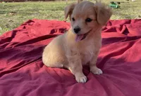 Tanner , a male Chihuahua for sale in Marshfield, MO – Photo 2 of 5