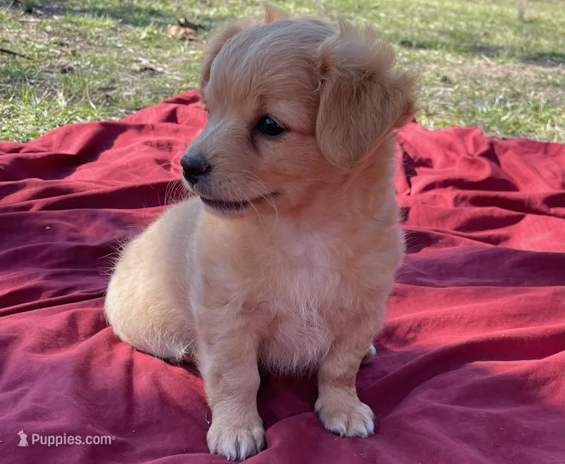 Tanner  – Chihuahua puppy for sale in Marshfield, MO
