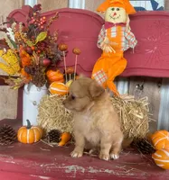 Dolly , a female Chihuahua for sale in Marshfield, MO – 8 of 10