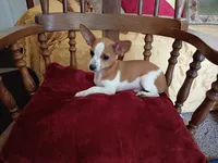 Scotty , a male Chihuahua for sale in Marshfield, MO – 5 of 8