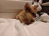 Tiny , a male Chihuahua for sale in Marshfield, MO – 6 of 9
