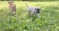 Diesel  , a male Cane Corso for sale in Marshfield, MO – 2 of 5