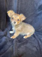 Rocky, a male Chihuahua for sale in Marshfield, MO – Photo 6 of 6