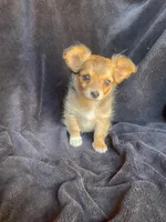 Rocky, a male Chihuahua for sale in Marshfield, MO – Photo 3 of 6