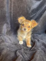 Rocky, a male Chihuahua for sale in Marshfield, MO – Photo 4 of 6