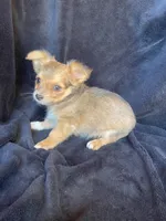 Rocky, a male Chihuahua for sale in Marshfield, MO – Photo 2 of 6