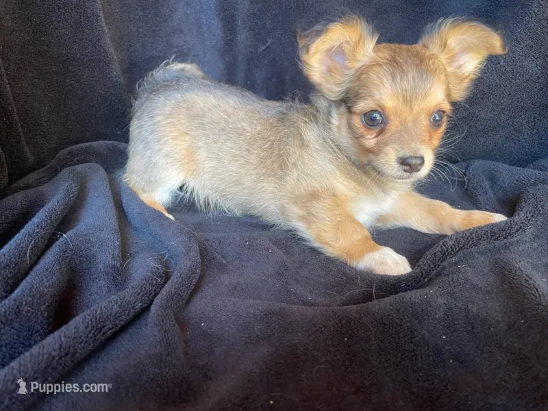 Rocky – Chihuahua puppy on hold in Marshfield, MO