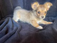 Rocky, a male Chihuahua for sale in Marshfield, MO – Photo 1 of 6