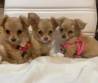 Daziy , a female Chihuahua for sale in Marshfield, MO – 10 of 10