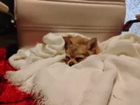 Tiny , a male Chihuahua for sale in Marshfield, MO – 9 of 9