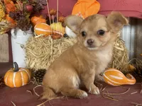 Dolly , a female Chihuahua for sale in Marshfield, MO – 7 of 10
