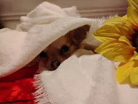 Tiny , a male Chihuahua for sale in Marshfield, MO – 8 of 9