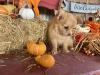 Daziy , a female Chihuahua for sale in Marshfield, MO – 3 of 10