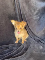 Dozer , a male Chihuahua for sale in Marshfield, MO – Photo 2 of 5