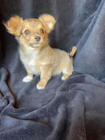 Dozer , a male Chihuahua for sale in Marshfield, MO – Photo 1 of 5