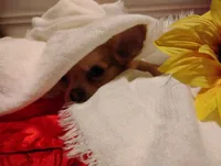 Tiny , a male Chihuahua for sale in Marshfield, MO – 7 of 9