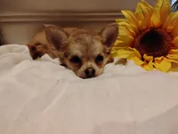 Tiny , a male Chihuahua for sale in Marshfield, MO – 1 of 9