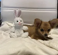 Rocky, a male Chihuahua for sale in Marshfield, MO – Photo 8 of 8