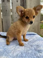 Dozer, a male Chihuahua for sale in Marshfield, MO – Photo 2 of 7