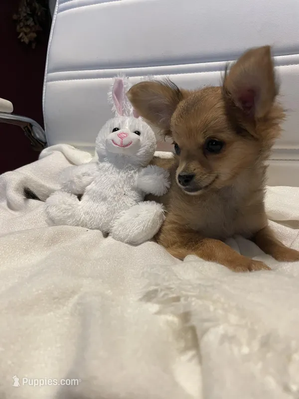 Rocky – Chihuahua puppy for sale in Marshfield, MO