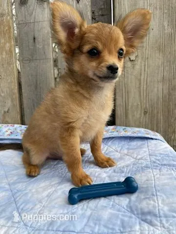 Dozer – Chihuahua puppy for sale in Marshfield, MO