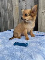 Dozer, a male Chihuahua for sale in Marshfield, MO – Photo 4 of 7