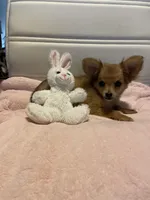 Rocky, a male Chihuahua for sale in Marshfield, MO – Photo 7 of 8