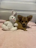 Rocky, a male Chihuahua for sale in Marshfield, MO – Photo 3 of 8