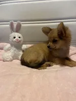 Rocky, a male Chihuahua for sale in Marshfield, MO – Photo 4 of 8