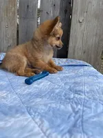 Dozer, a male Chihuahua for sale in Marshfield, MO – Photo 6 of 7