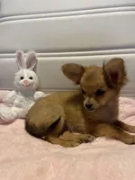 Rocky, a male Chihuahua for sale in Marshfield, MO – Photo 6 of 8