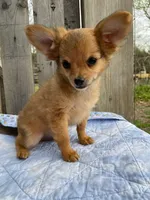 Dozer, a male Chihuahua for sale in Marshfield, MO – Photo 3 of 7