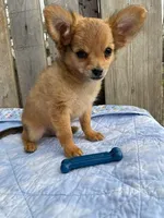 Dozer, a male Chihuahua for sale in Marshfield, MO – Photo 5 of 7