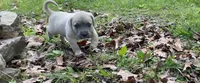 Diesel  , a male Cane Corso for sale in Marshfield, MO – 4 of 5