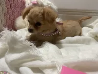 Dolly , a female Chihuahua for sale in Marshfield, MO – 2 of 10