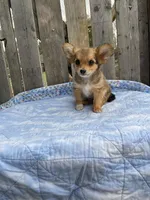 Rocky, a male Chihuahua for sale in Marshfield, MO – Photo 6 of 6