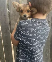 Rocky, a male Chihuahua for sale in Marshfield, MO – Photo 5 of 6