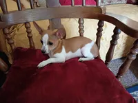 Scotty , a male Chihuahua for sale in Marshfield, MO – 4 of 8