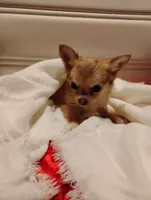 Tiny , a male Chihuahua for sale in Marshfield, MO – 2 of 9