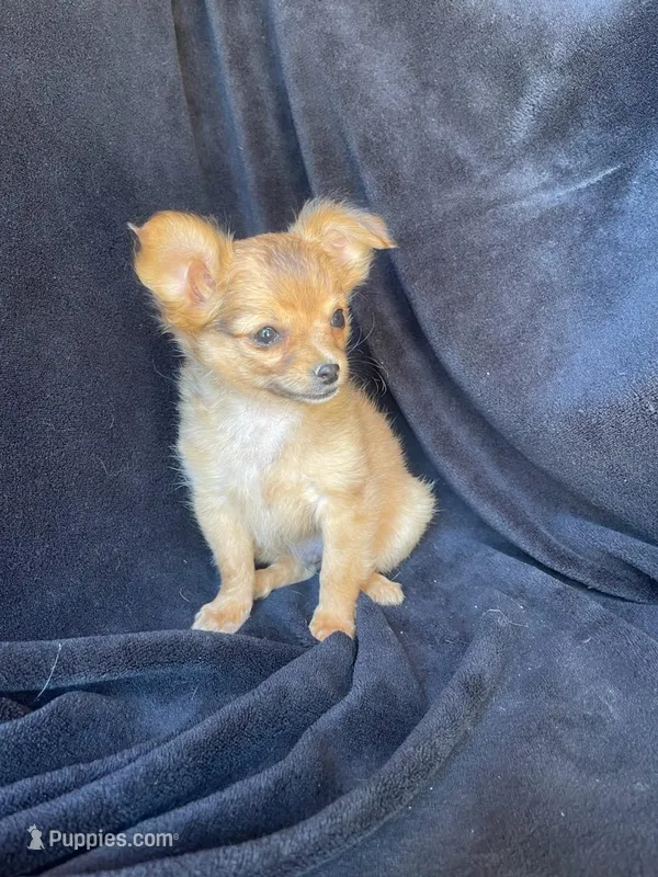 Rocky  – Chihuahua puppy for sale in Marshfield, MO