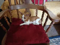 Scotty , a male Chihuahua for sale in Marshfield, MO – 6 of 8