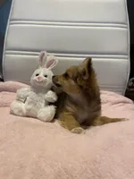 Dozer, a male Chihuahua for sale in Marshfield, MO – Photo 4 of 7