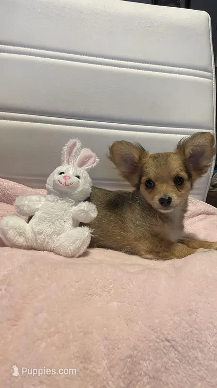 Dozer – Chihuahua puppy for sale in Marshfield, MO