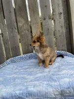 Rocky, a male Chihuahua for sale in Marshfield, MO – Photo 6 of 6