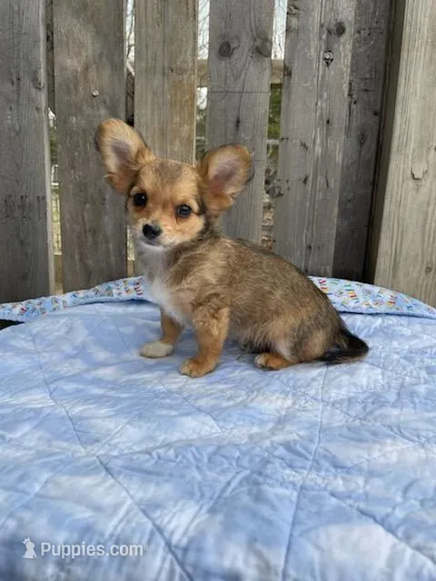 Rocky – Chihuahua puppy for sale in Marshfield, MO